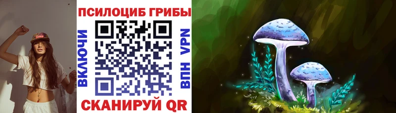 как найти   Краснознаменск  Галлюциногенные грибы Psilocybe 